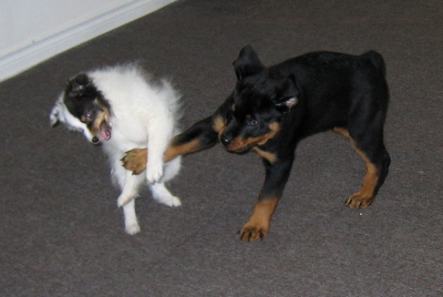 Fant�me & Luke wrestling