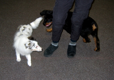 Fant�me & Luke chasing each other