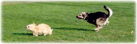 Fouine at play