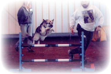 Fouine in Agility