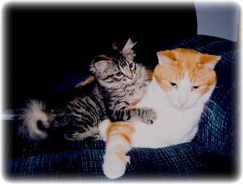 Foune and Mrs Kitty Fantastico