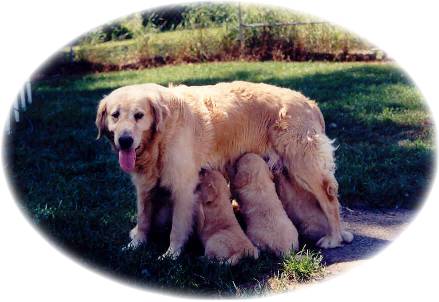 Trek the mother