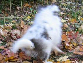 Fant�me blur
