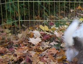 Fant�me's tail