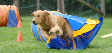 Chute