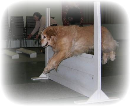 Trek training for Obedience