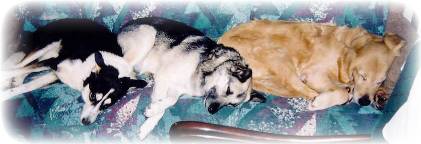 Letting sleeping dogs lie...