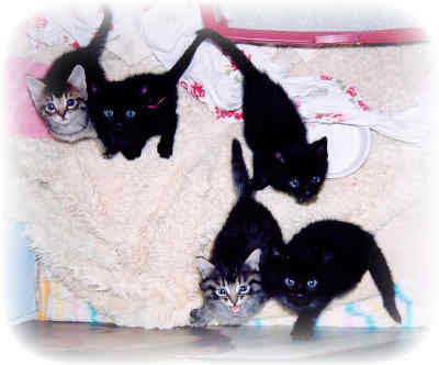 Mrs Kitty and her siblings
